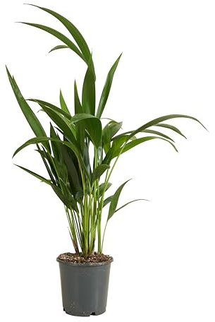 Bloomique - Howea Forsteriana - Kentia Palm - Plantes d'intérieur - Purificateur d'air - Convient aux animaux - 40-60 cm de haut - Pot de 13 cm