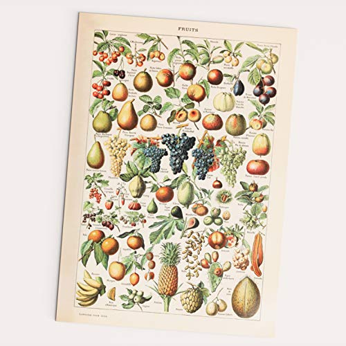 FOLLYGRAPH Fruits Vintage Poster - Obst Bild, Adolphe Millor 1909 Reprint (A2 (42x60cm))