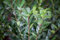 Ilex crenata 'Robustico' Kugel 25-30 cm - Japanische Stechpalme, immergrün, ideal für Formschnitt, winterhart, pflegeleicht