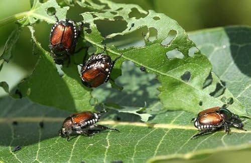 Ferrarium - nématodes contre les charançons pour 40 M2