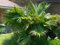 Cinese Fan Palm 10 Semi - Livistona