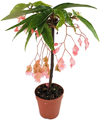 Begonia x Tamaya - die Forellenbegonie als exotisches Stämmchen ist eine außergewöhnliche Zimmerpflanze und ein 'Eyecatcher' auf jedem Fensterbrett - die Begonie ist eine Rarität aus Brasilien