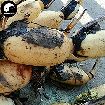 seedsown Kaufen Wurzel Lotus 25pcs Wasserpflanze Nelumbo Nucifera Gemüse Lotus
