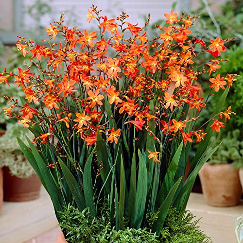 GardenersDream Crocosmia Carmine Brilliant Plant in Pot - Outdoor Garden Ready Hardy Perennial Plants - Outdoor Plants for Borders and Beds - Beautiful Orange Flowering Plant (30-40cm incl. 3L Pot)