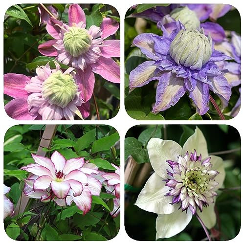 6 Pcs clematis winterhart mehrjährig zwiebeln - klematis - blumenzwiebeln mehrjährig winterhart, (Clematis florida) blumenzwiebeln frühblüher, kletterpflanzen für schatten winterlinge
