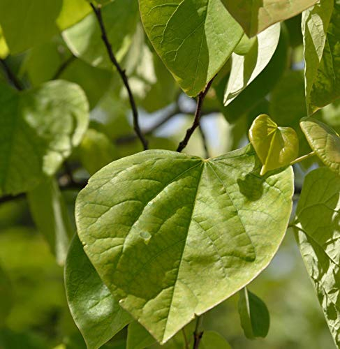 Kanadischer Judasbaum 125-150cm - Cercis canadensis - lebende Gartenpflanze aus den Baumschulen