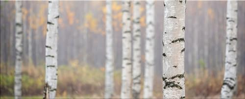 artissimo Glasbild 125x50 cm Bild Landschaft Wald AG5390A – modernes Panorama Bild aus Glas, großes XXL Wandbild Querformat, Wanddeko Wohnzimmer grau natur skandinavisch boho