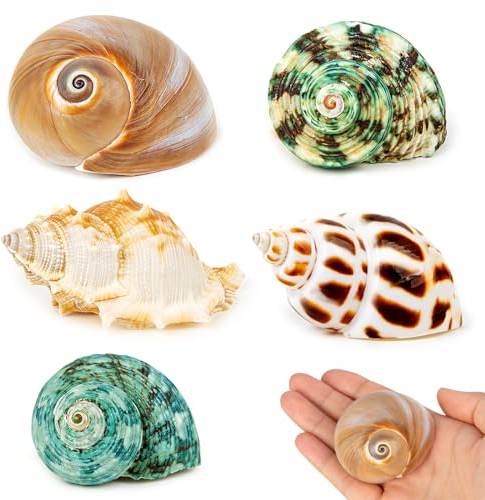 SKOOLOVE 5 PCS Einsiedlerkrebse Gehäuse, Natürliche Meerestuschkugelgröße 5.2-7CM, Öffnungsgröße 2.2-3.8cm, Meeresmuschelgroße Muscheln für die Dekoration