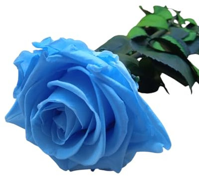 Rosa ETERNA Blu. Rosa Blu conservato. Colore: Azzurro Cielo. Rose Blu eterne. Fiori conservati. Prodotto in Spagna.