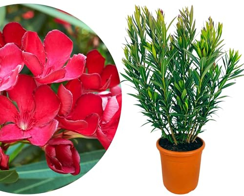 Meine Orangerie - Roter Oleander - frostharte Kübelpflanze mit leuchtend roten Blüten - Nerium Oleander winterhart (Ø 26cm)