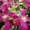 Clematis viticella Madame Julia Correvon - Blühende Kletterpflanze