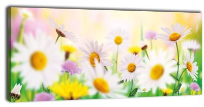 wandmotiv24 Leinwandbild Panorama Nr. 297 Daisyfield 100x40cm, Keilrahmenbild, Bild auf Leinwand, Gänseblümchen Bunt Wiese