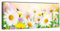wandmotiv24 Leinwandbild Panorama Nr. 297 Daisyfield 100x40cm, Keilrahmenbild, Bild auf Leinwand, Gänseblümchen Bunt Wiese