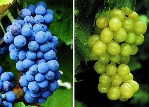Weinreben-Sortiment, 2er-Set