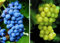 Weinreben-Sortiment, 2er-Set
