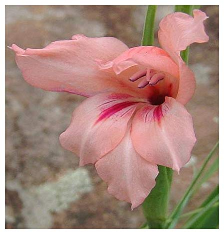 Gladiolus mortonius - Schwertlilie - 10 Samen