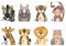 PICTALOO Bilder Kinderzimmer wilde Tiere, Dschungel Deko, Wandbilder Babyzimmer, Poster für Mädchen und Jungen, Tierbilder Set, DIN A4 ohne Bilderrahmen, Kinderbilder Dekoration Afrika (8er Set)