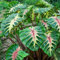 Bulbo oreja de elefante，Elefante planta，Alocasia bulbos，Resistenti al freddo, Dalle foglie grandi, Decorazione per giardini tropicali-3 Bulbi-d