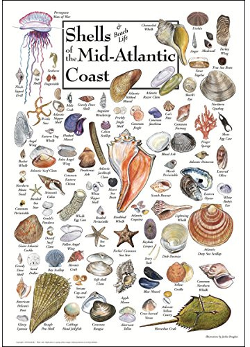 Earth Sky & Wasser Poster – Muscheln der midatlantic Coast