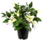 Künstliche Zierpflanze Fuchsien im Topf Kunstpflanze Zimmerpflanze Blüten Blumen Kunstblumen Seidenblumen Unechte Deko Gefälschte Doppelblütenblätter Topfpflanze Hybrida Hort Flores
