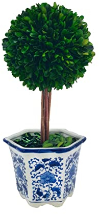 Galt International Preserved Boxwood Topiary Tree in Ceramic Pot Plant and Table Centerpiece Stunning Greenery and Plant Decor for Home Blue & White Ceramic Pot 5.9 Diameter Topiary 14 Tall