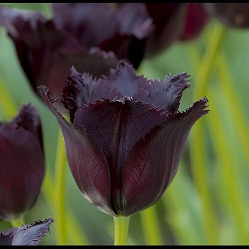 Tulpe Vincent van Gogh | 10 Stück | Gefranst | Lila | Schwarz | Tulpenzwiebeln | Schnittblume | 100% Blütegarantie