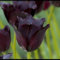 Tulpe Vincent van Gogh | 10 Stück | Gefranst | Lila | Schwarz | Tulpenzwiebeln | Schnittblume | 100% Blütegarantie