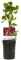 Vite selvatica - Parthenocissus Engelmannii - Foglie verdi poi rosse - Bassa manutenzione - 2 piante - 30-40cm - Ø10cm - Pianta da giardino