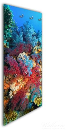 Wallario Wandgarderobe aus Glas in Größe 50 x 125 cm in Premium-Qualität, Motiv: Farbenfrohes Korallenriff | 7 Kleiderhaken zum Aufhängen von Jacken