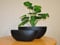 Pflanzschale Fiberglas oval 51x23xH18cm elegant schwarz-matt.