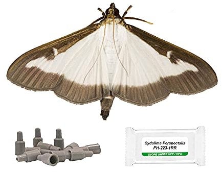 IPM Direct Box Tree Moth Refill Pheromone Lure - Pack of 4