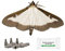 IPM Direct Box Tree Moth Refill Pheromone Lure - Pack of 4
