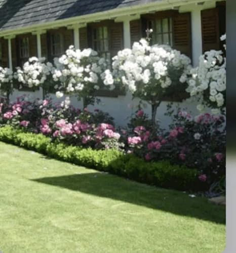 Iceberg Half Standard Rose Plant in A 4.5Litre Pot -White Standard Rose Plant Average Flowering Height 70-90cm,