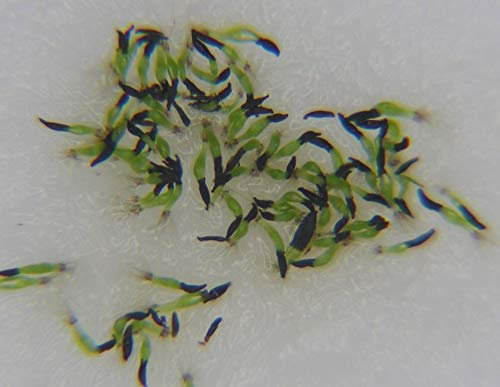 Carnivorous Plant Seeds, Drosera capensis 100 +: Only Seeds