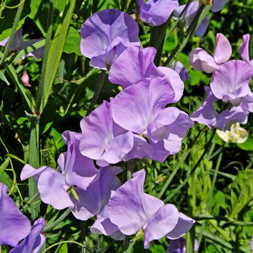 Summer Bedding Plants - Leamington Sweet Pea Plants Garden Ready - Flowering Climbing Sweet Peas for Borders, Beds, and Pots - Hardy Annual Lathyrus Odoratus Sweetpea Collection (9cm Pots, Pack of 3)