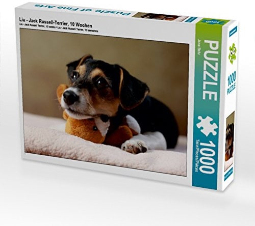 CALVENDO Puzzle LIU - Jack Russell-Terrier, 10 Wochen | 1000 Teile Lege-Größe 64 x 48 cm Foto-Puzzle für glückliche Stunden