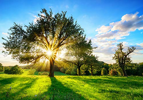 Forwall Fototapete Vlies Tapete Wanddeko Wald Natur - Baum Wiese Sonnenstrahlen Grün Moderne Wanddekoration Wandtapete 13015VEXXL 312cm x 219cm Schlafzimmer Wohnzimmer