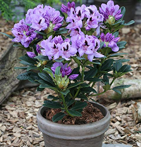 INKARHO - Großblumige Rhododendron Blue Jay 30-40cm - Alpenrose