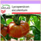SAFLAX - Tomato - Pink Brandywine - 10 Seeds - Lycopersicon esculentum
