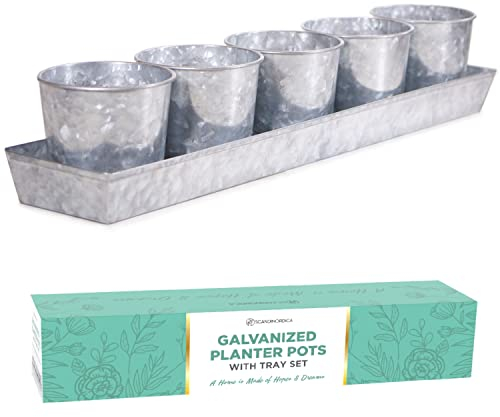 SCANDINORDICA Galvanized Herb Planter – 5 Herb Pots with Drainage Holes and Tray, Windowsill Planter, Indoor Herb Garden Planter Outdoor, Herb Pots for Indoor Plants | Windowsill Herb Garden