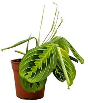PLNTS - Maranta Lemon Lime (Gebetspflanze) - Zimmerpflanzen, Pflanzen Echt, Nachhaltige Verpackung - 12cm Topf - Höhe 25cm - Direkt von der Gärtnerei