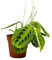 PLNTS - Maranta Lemon Lime (Gebetspflanze) - Zimmerpflanzen, Pflanzen Echt, Nachhaltige Verpackung - 12cm Topf - Höhe 25cm - Direkt von der Gärtnerei