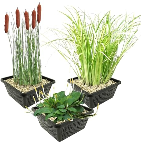 vdvelde.com - Teichpflanzen Set - Uferpflanzen - - Kombi-Set- 12 Pflanzen- Platzierung: -1 bis -20 cm