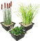 vdvelde.com - Teichpflanzen Set - Uferpflanzen - - Kombi-Set- 12 Pflanzen- Platzierung: -1 bis -20 cm