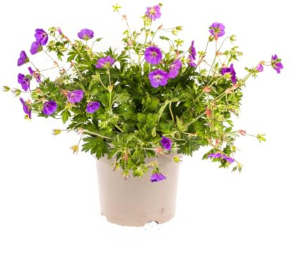 Geranio Rozanne Coppie - 20-30cm - Ø19cm - Pianta da giardino