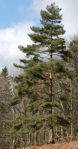Müller Münchehof GmbH Baum des Jahres 2007 - Waldkiefer im Container Größe 60 bis 70 cm