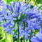 Agapanthus 'Brilliant Blue' African Lily Herbaceous Garden Perennial in Plant Pot (9cm Pot, 10-20cm)
