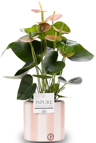 Anthurium Pink with Pot, Houseplant Real Indoor Plant for Office, Home, Bedroom, Kitchen and Living Room, Perfect for Clean Air, Delivered Next Day