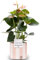 Anthurium Pink with Pot, Houseplant Real Indoor Plant for Office, Home, Bedroom, Kitchen and Living Room, Perfect for Clean Air, Delivered Next Day