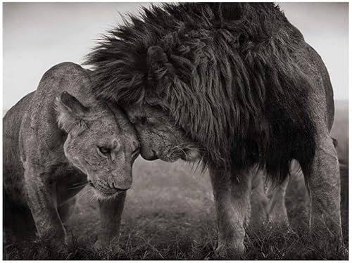 AdoDecor Bild auf Leinwand Löwe und Löwin Wanddekoration Wanddeko Poster Schwarz-Weiß-Tierfotografie-Fotoposter Wandbilder Schlafzimmer(Gerahmt)